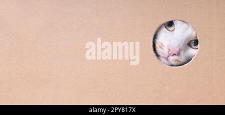 Funny tabby cat looking curious out of a hole in a cardboard box. Panoramic image with copy space. Stock Photo