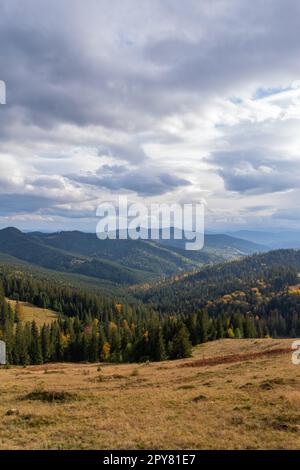 Dense forest in Romania Stock Photo