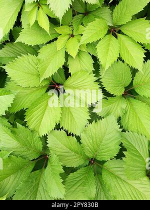 Leaves of wild grapes on the veranda close-up Stock Photo