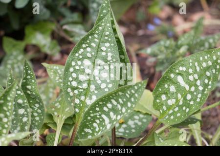White spotted variegated lungwort leaves, Pulmonaria saccharata ‘Mrs Moon’ or Bethlehem sage growing in springtime Stock Photo