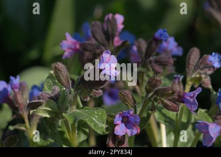Blue, pink and purple lungwort flowers, Pulmonaria saccharata ‘Mrs Moon’ or Bethlehem sage with variegated leaves, blooming in springtime Stock Photo
