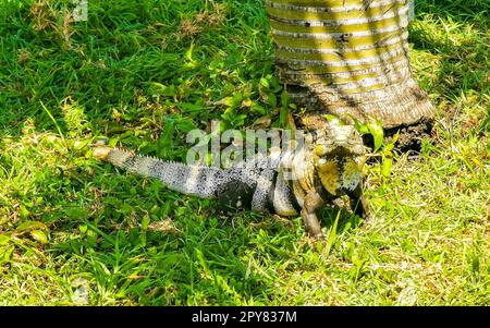 Iguana on grass Tulum ruins Mayan site temple pyramids Mexico. Stock Photo