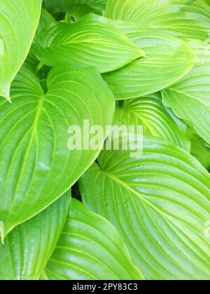 Large hosta leaves close up Stock Photo