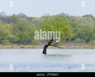 This majestic tree stands alone in a tranquil lake Stock Photo