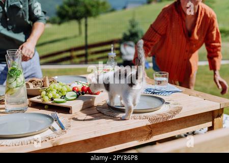 Cat smelling food at family grill party. Stock Photo