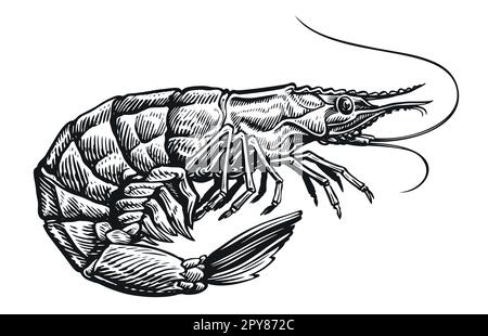 Raw black tiger shrimp on white background. Whole prawn, seafood vector illustration Stock Vector