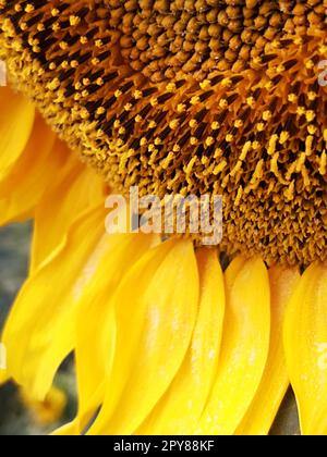Part of a sunflower head close up Stock Photo