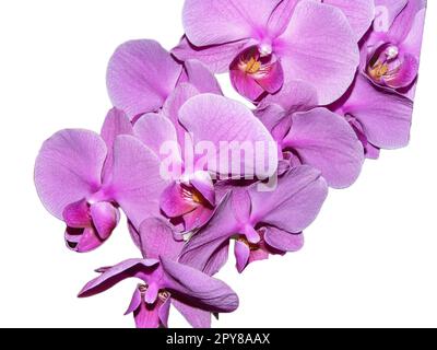 Pink orchid flowers isolated on white background Stock Photo