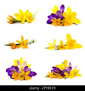 crocus flower on white background - fresh spring flowers - collage Stock Photo