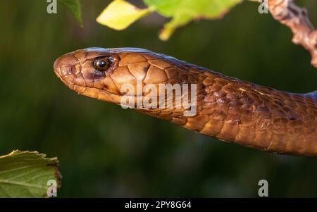 An up-close image of an African Cape Cobra (Naja nivea) coiled up and ready to strike Stock Photo