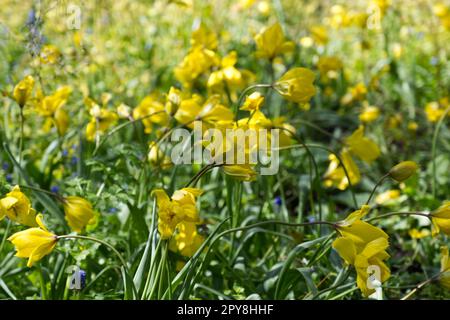 Yellow spring flowers of wild tulip, Tulipa sylvestris in UK garden April Stock Photo