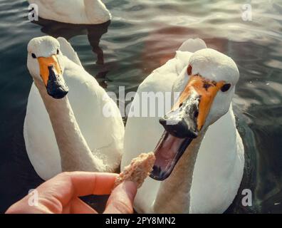 Close up man feeding swan with bread on lake concept photo Stock Photo