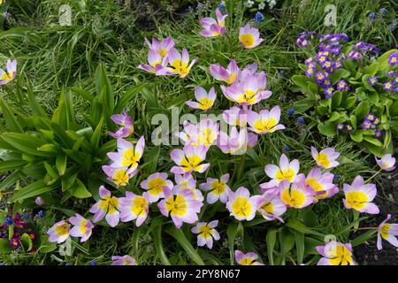 Spring garden border with mixed primulas, colchicum foliage and Pink and yellow spring flowers of Tulip bakeri Lilac Wonder in UK garden April Stock Photo