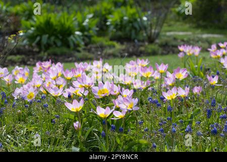 Spring garden scene with muscari and Pink and yellow spring flowers of Tulip bakeri Lilac Wonder in UK garden April Stock Photo