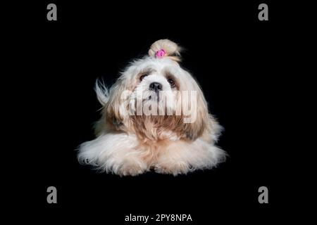 Shih tzu show class dog White portrait at studio on black background Stock Photo