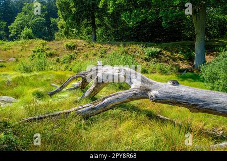 Skeleton of an old dead sun-bleached weathered and fallen tree in the forest area of Almindingen on Bornholm Island, Denmark, Scandinavia, Europe. Stock Photo