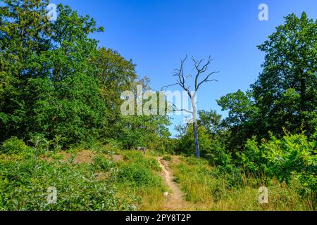 Picturesque landscape in the forest area of Almindingen on Bornholm Island, Denmark, Scandinavia, Europe. Stock Photo