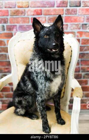 Mudi shepherd in front of white background studio and interior photo Stock Photo