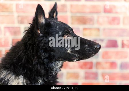 Mudi shepherd in front of white background studio and interior photo Stock Photo