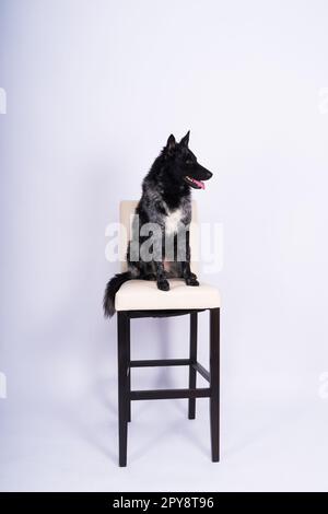 Mudi shepherd in front of white background studio and interior photo Stock Photo