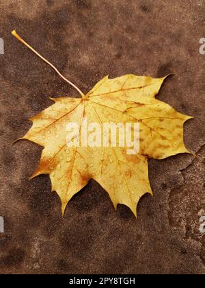 Yellow maple leaf after rain on concrete Stock Photo