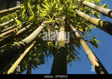 Many bamboo stalks against blue sky, low angle view Stock Photo