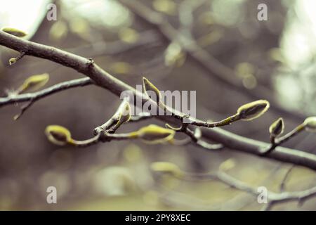 Close up small undeveloped leaf buds on tree branch in springtime concept photo Stock Photo