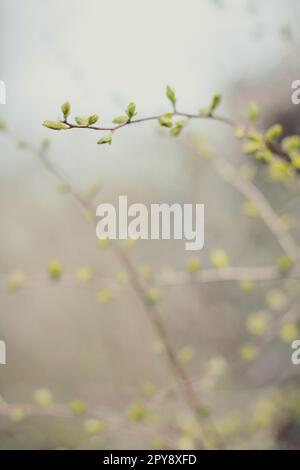 Close up plant buds in early spring concept photo Stock Photo