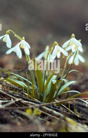 Close up snowdrop flowers in spring concept photo Stock Photo