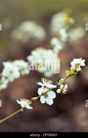 Close up april white blossoms in apple orchard concept photo Stock Photo