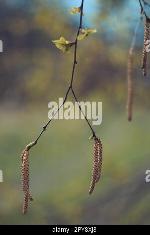 Close up birch tree catkins concept photo Stock Photo