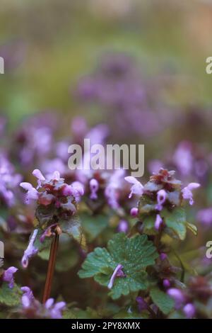 Close up clustered lamium purpureum flowers concept photo Stock Photo