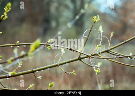 Close up raindrops on maple twigs concept photo Stock Photo