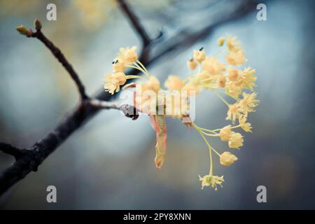 Close up linden blossoms in early spring concept photo Stock Photo