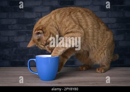 Funny red cat puts the paw in a coffee cup on the table. Stock Photo