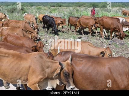 KENYA, Kajiado, Massai villages near town Mile 46, Massai pastoral tribe, shepherd with cows looking for water and pasture due to long drought in East-Africa Stock Photo
