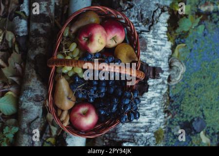 Close up woven basket with ripe fruits standing on birch tree trunks concept photo Stock Photo