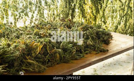 Marijuana plants dry on a table in a barn. Organic Cannabis Sativa Stock Photo