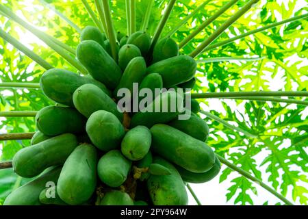 Organic green papaya and leaves on tree. Papaya fruit on tree in the garden. Papaya plantation in agriculture farm. Unripe green fruit are used to make Som Tam. Growing and care of papaya fruit trees. Stock Photo