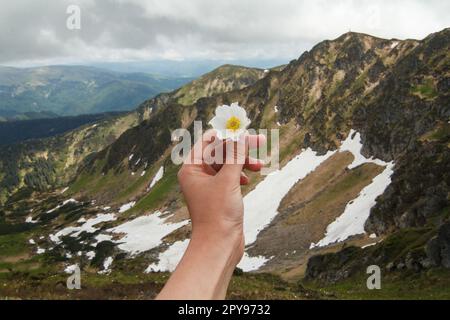 Close up female hand holding wildflower above spring valley concept photo Stock Photo