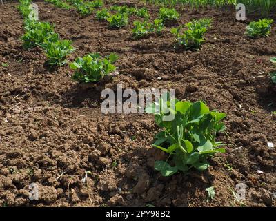 young green pea plants. Vicia Fabaceae. Growing vegetables in the garden. Seedlings of edible peas are planted in fertilized loose soil. Agricultural economic theme. Fresh green leaves in spring Stock Photo