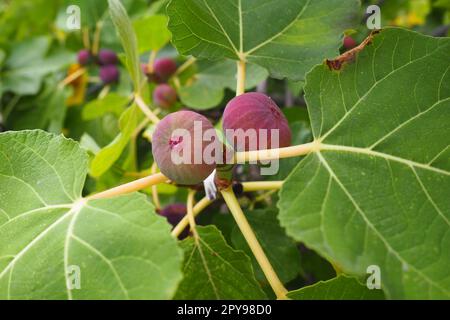 Fig, or fig tree, or common fig tree Ficus carica is a subtropical deciduous plant of the genus Ficus of the Mulberry family. Figs on a branch. Garden plants. Ripe green red fig in a garden or farm Stock Photo