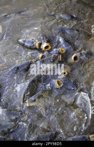 Many fish eating, wild river fish, fishing Stock Photo - Alamy