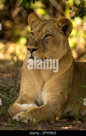 Close-up of lioness lying staring under tree Stock Photo
