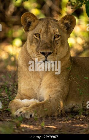 Close-up of lioness lying under leafy tree Stock Photo