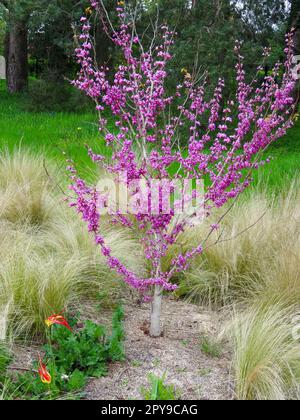 Stunning spring colour from Cercis Chinensis ‘Avondale'. Natural close up plant portrait Stock Photo