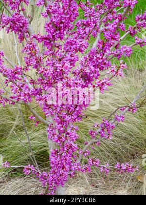 Stunning spring colour from Cercis Chinensis ‘Avondale'. Natural close up plant portrait Stock Photo