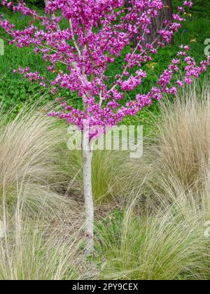 Stunning spring colour from Cercis Chinensis ‘Avondale'. Natural close up plant portrait Stock Photo