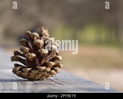 Pine cone on a bench in the park. Decoration from nature. Detail shot in autumn. Stock Photo