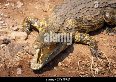 Close-up of Nile crocodile lying jaws agape Stock Photo